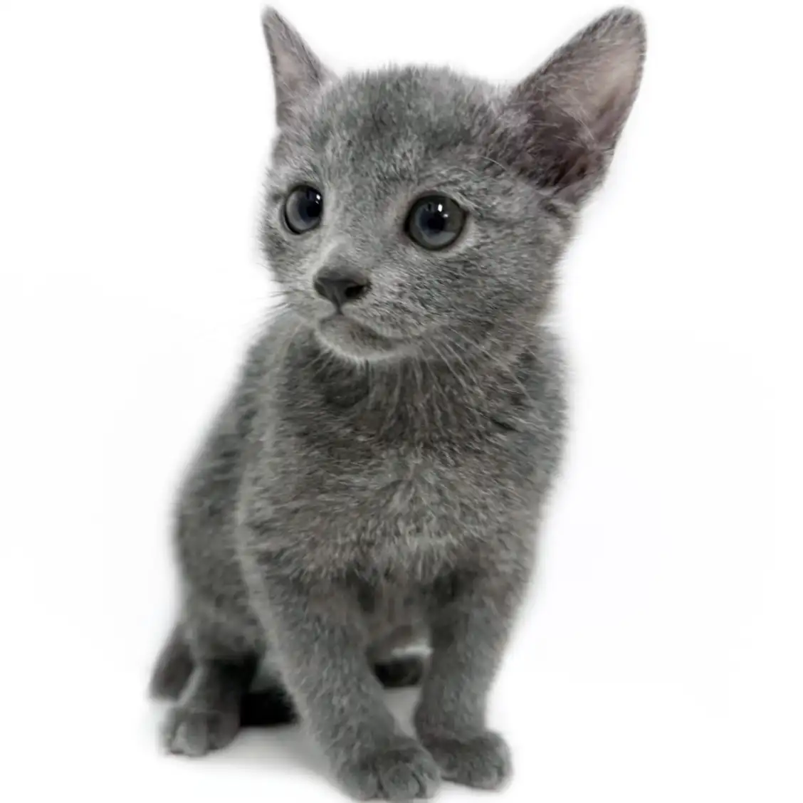 ロシアンブルー