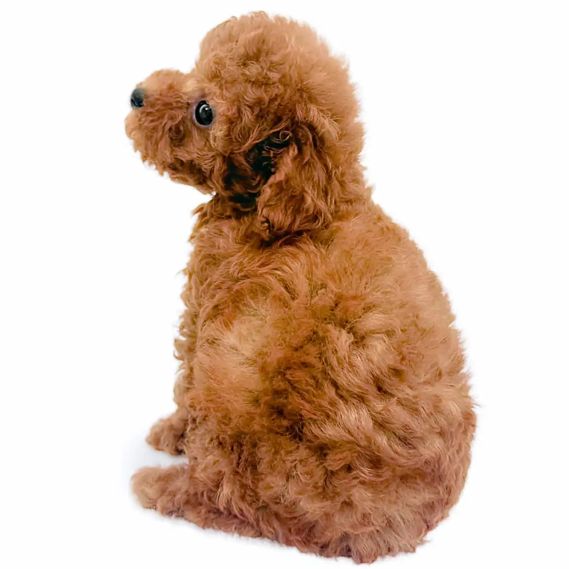 トイ・プードル