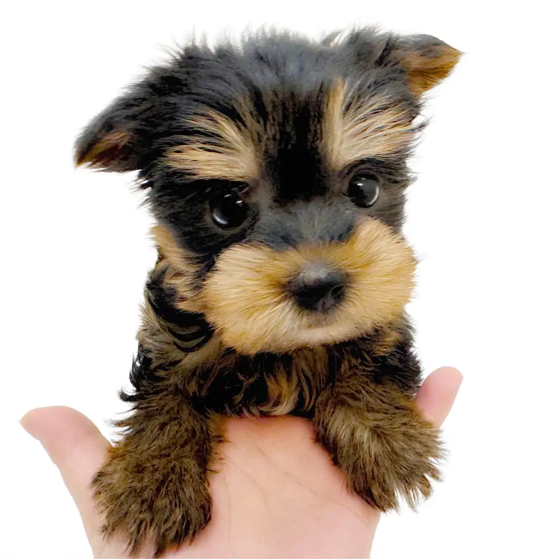 ヨークシャーテリア