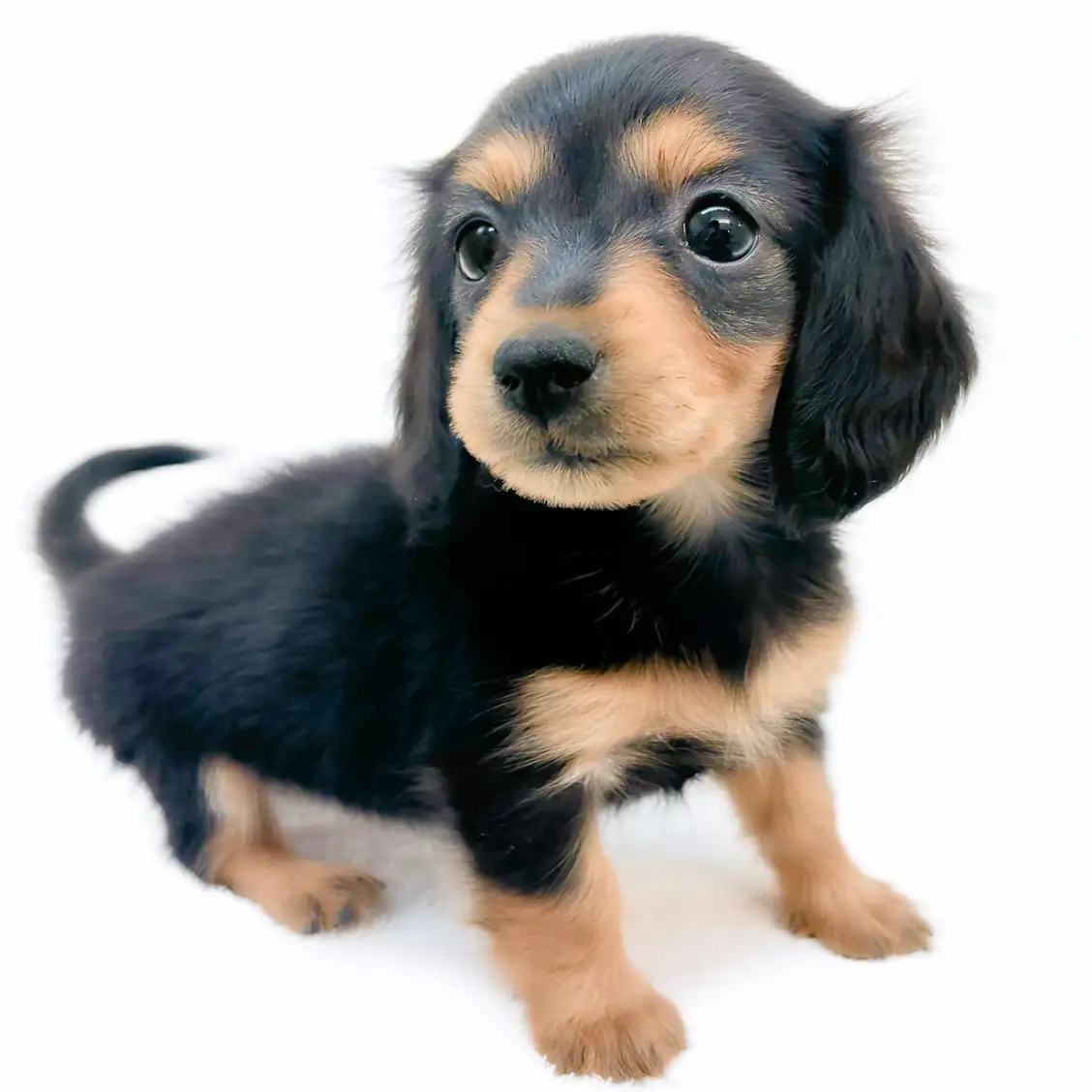 カニンヘン・ダックスフント