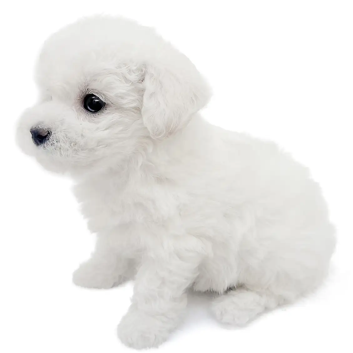 ビションフリーゼ