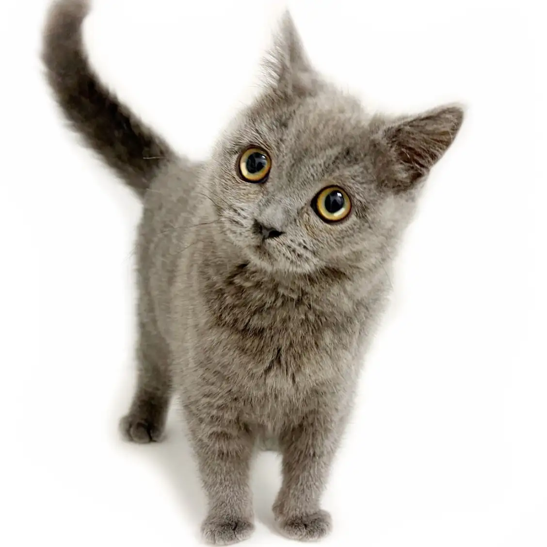 ブリティッシュショートヘア