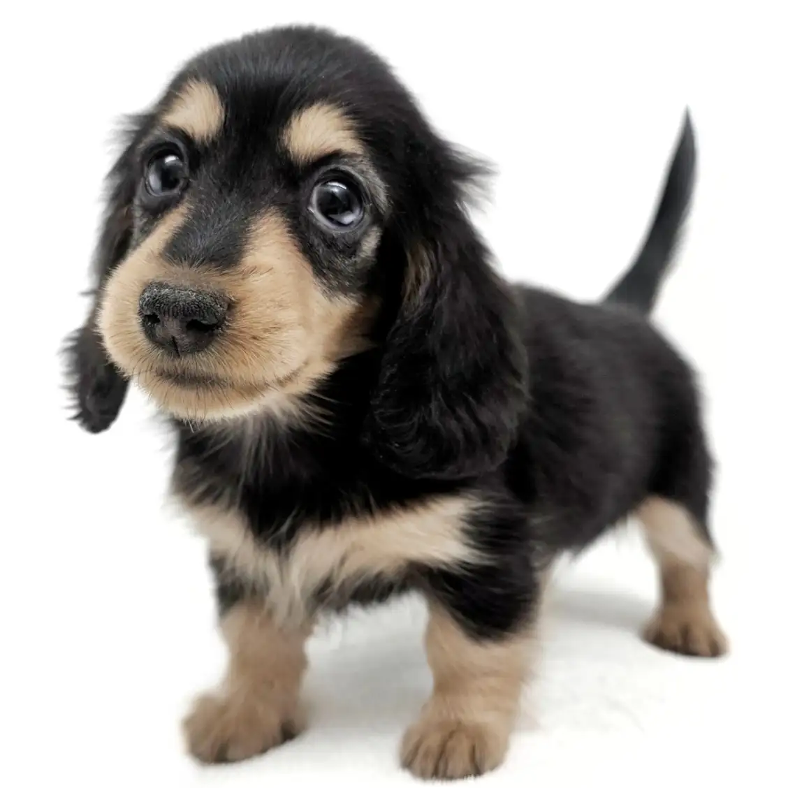 カニンヘン・ダックスフント