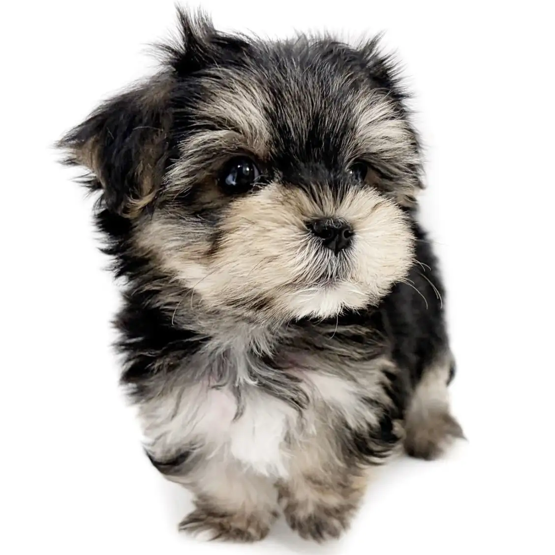 MIX（マルチーズ×ヨークシャーテリア）