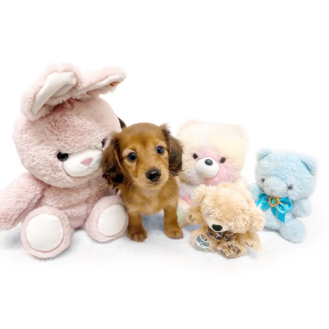 ミニチュア・ダックスフント