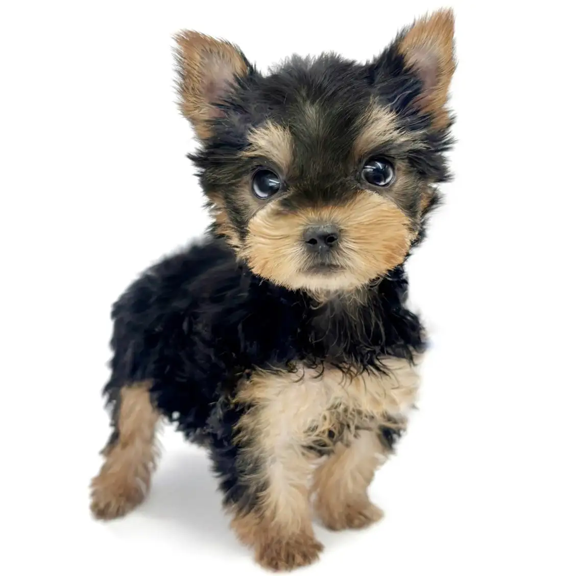 ヨークシャーテリア