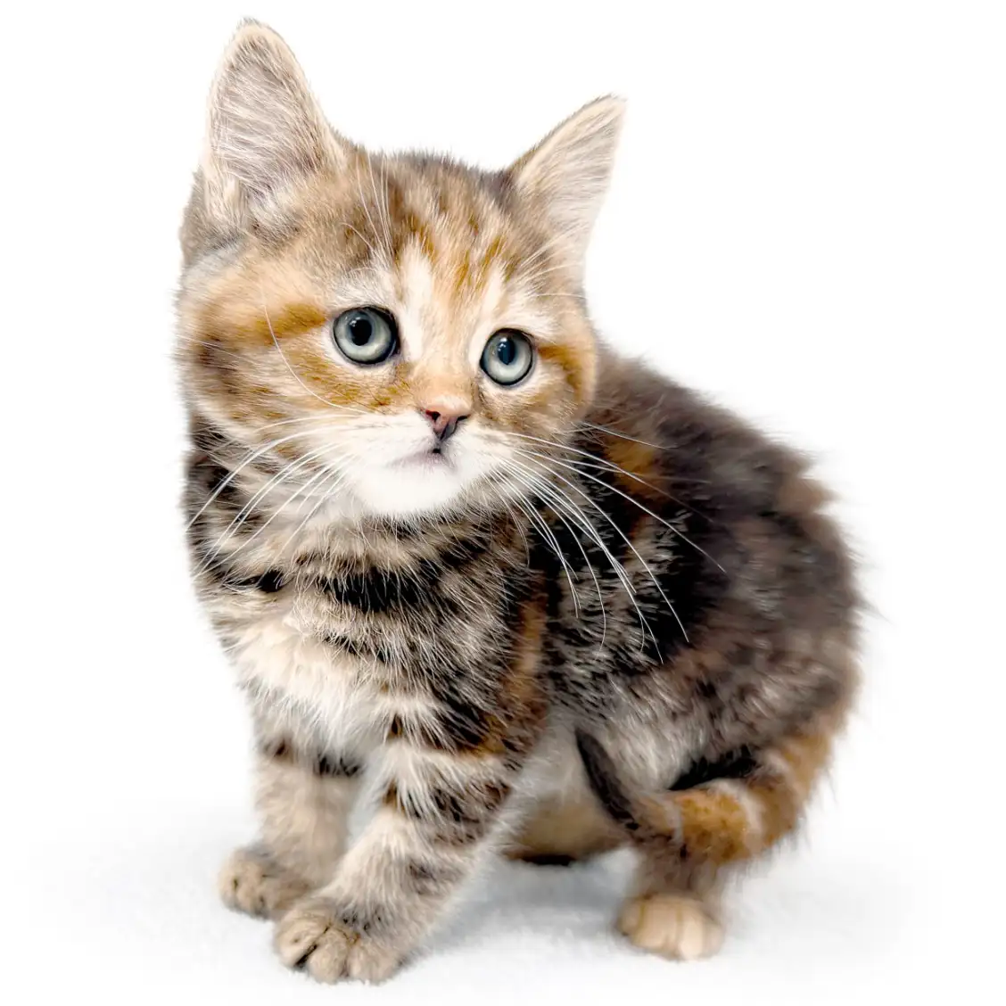 アメリカンショートヘア