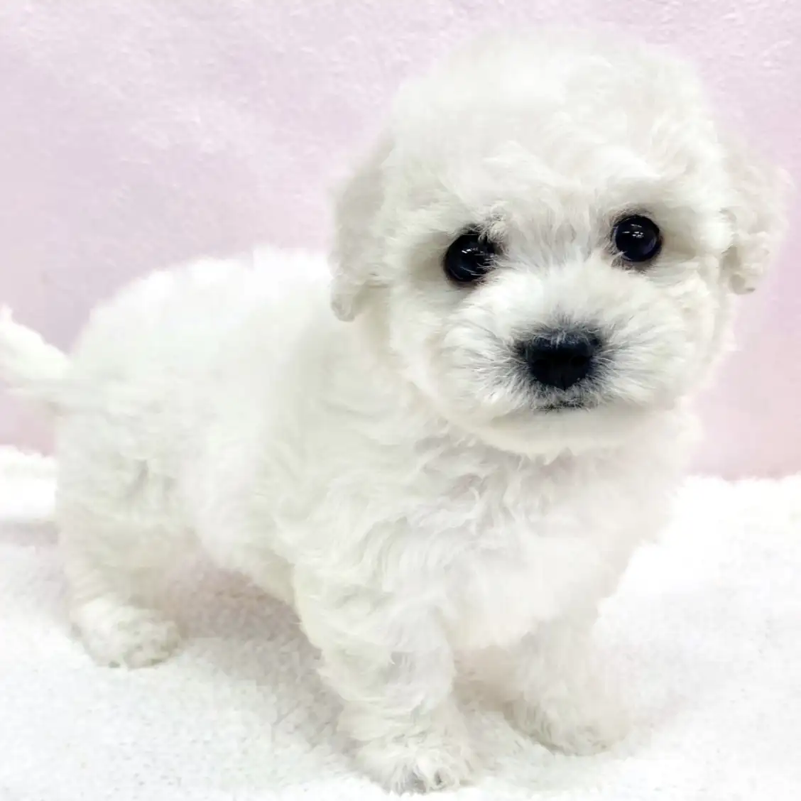 ビションフリーゼ