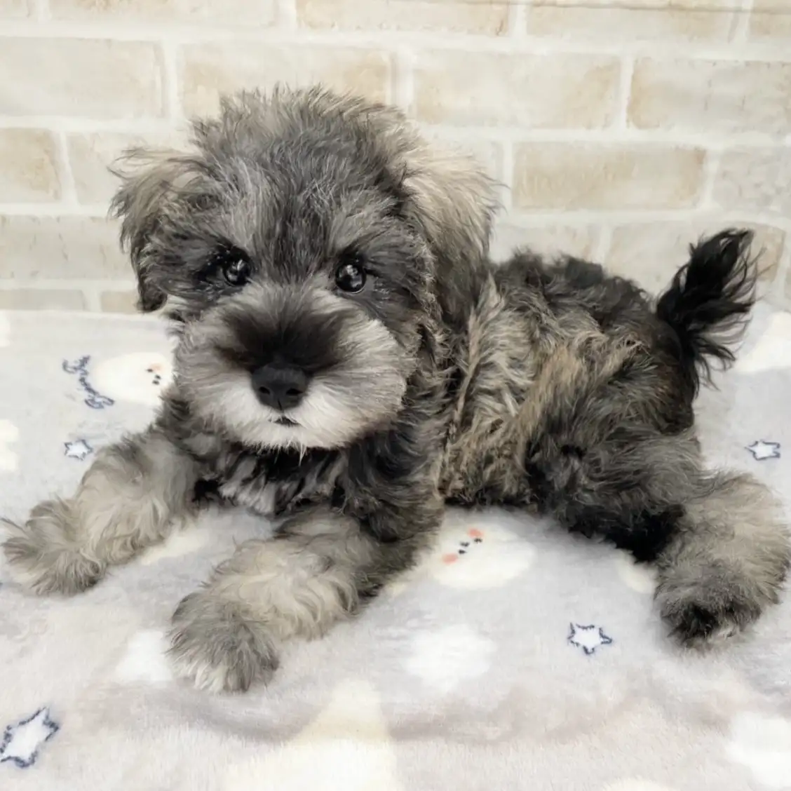 ミニチュア・シュナウザー