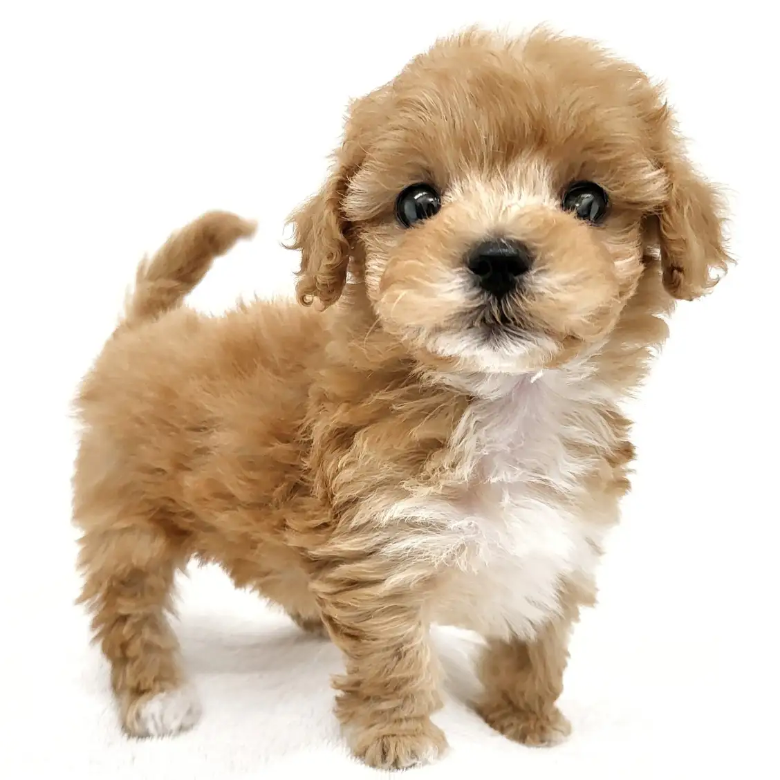 MIX（マルチーズ×トイプードル）