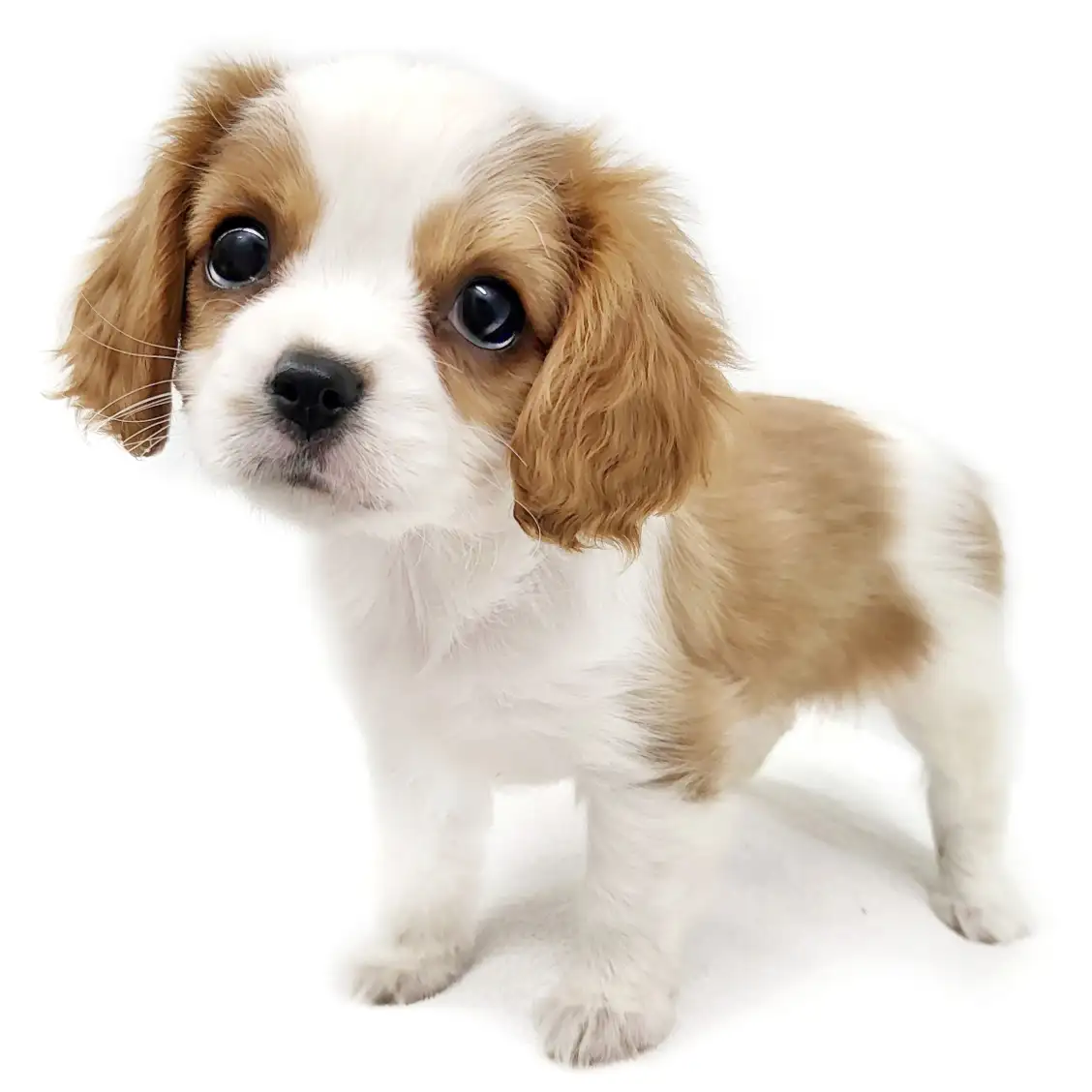 キャバリア・キングチャールズ・スパニエル