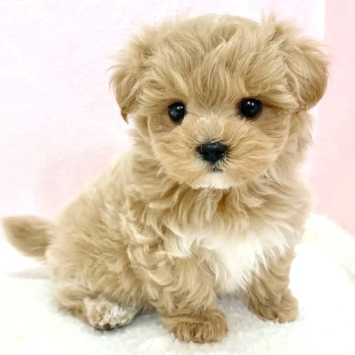 MIX（トイプードル×マルチーズ）