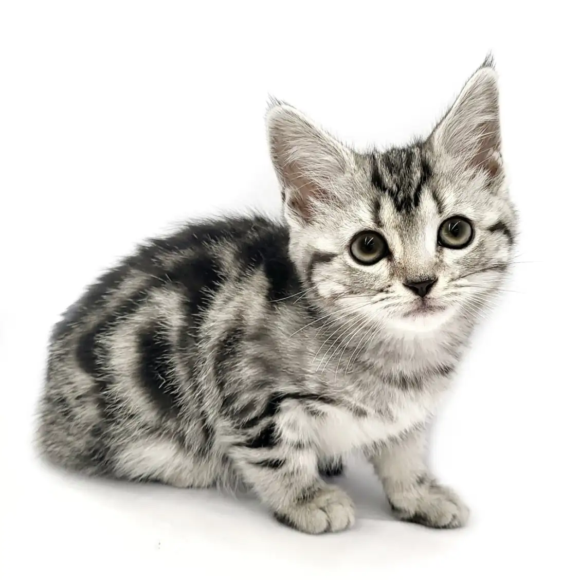 アメリカンショートヘア