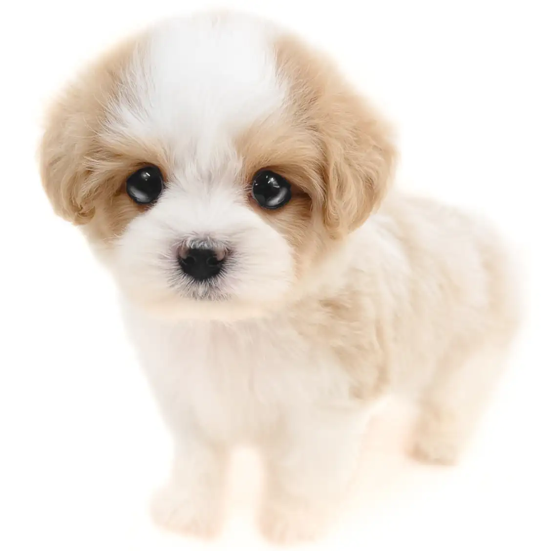 MIX（キャバリアキングチャールズスパニエル×マルチーズ）