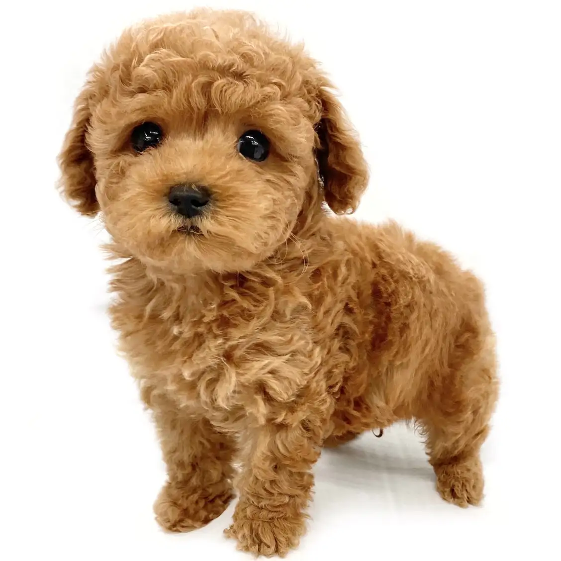 トイ・プードル