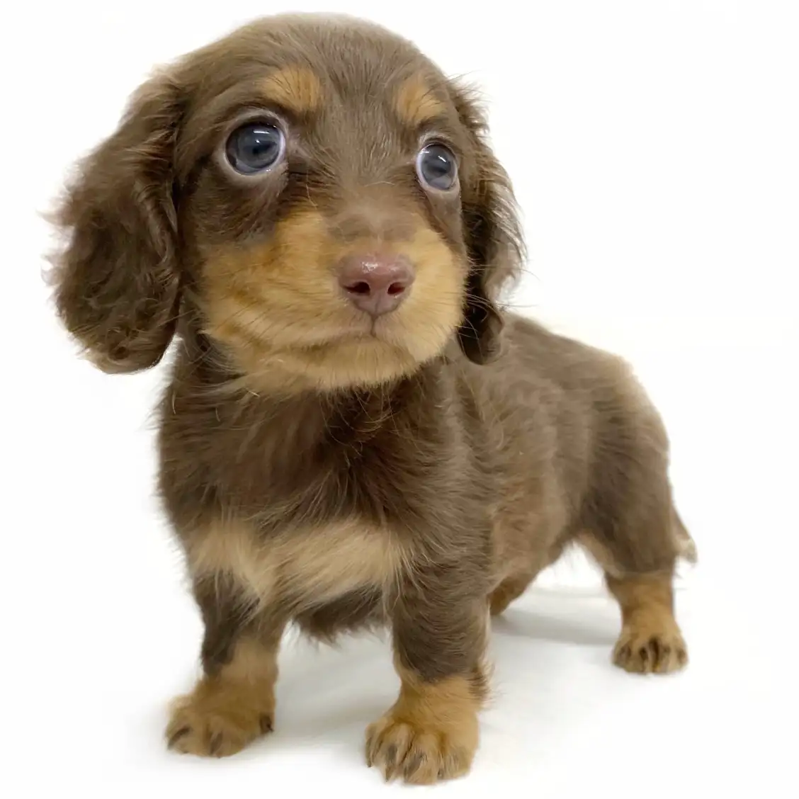 ミニチュア・ダックスフント