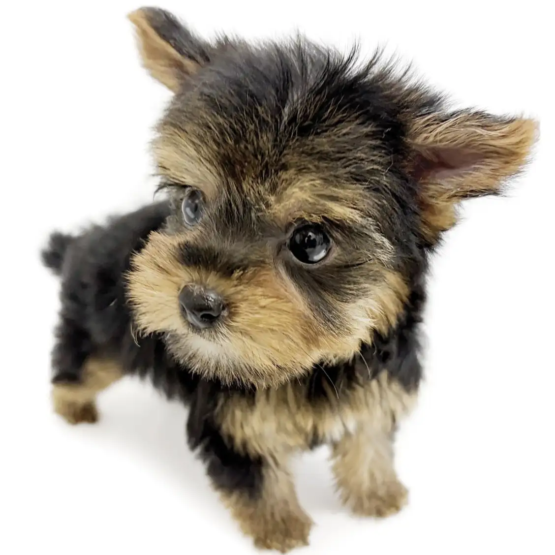 ヨークシャーテリア