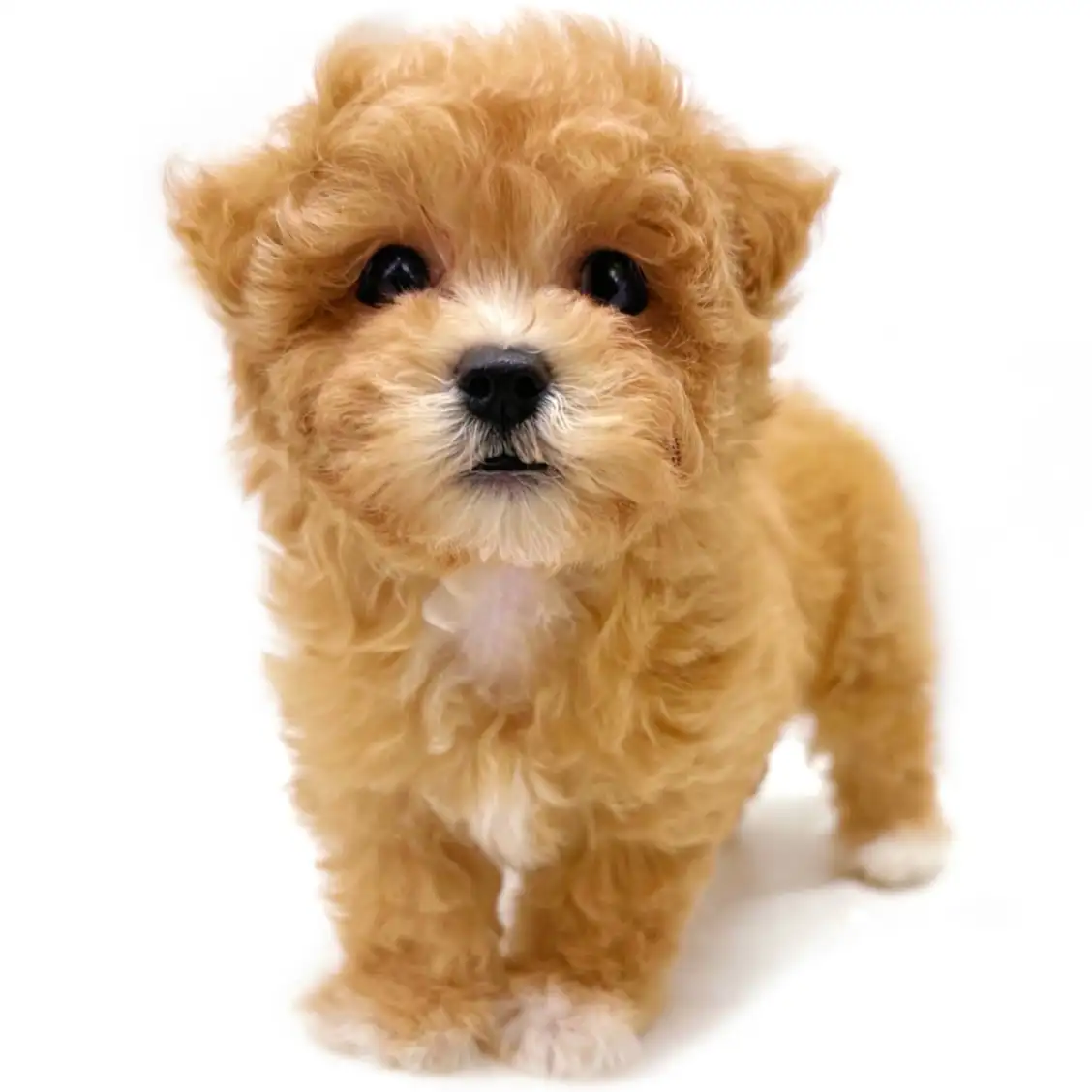 MIX（トイプードル×マルチーズ）