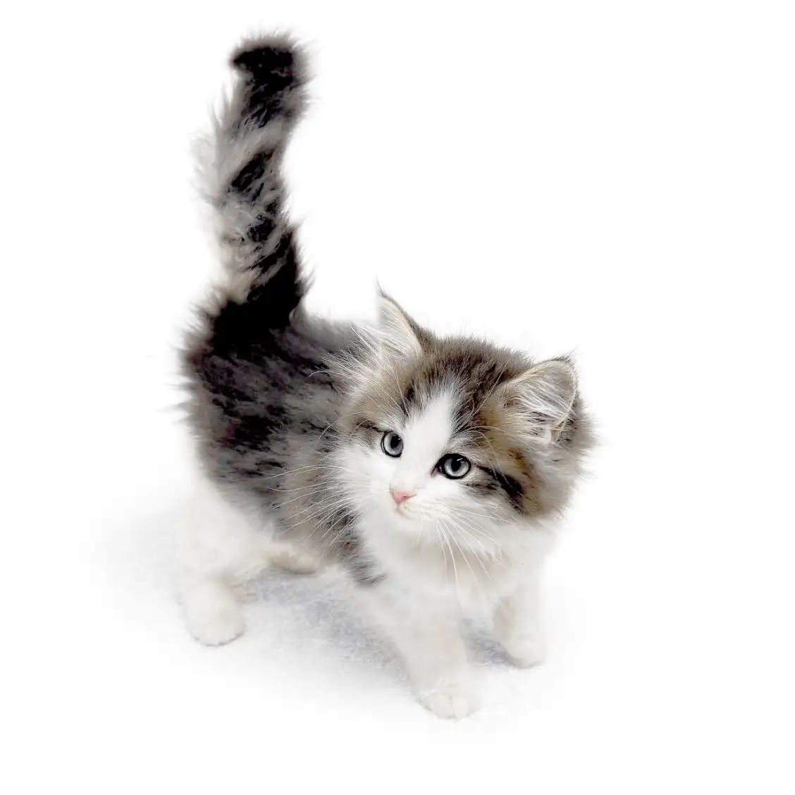 ノルウェージャンフォレストキャット