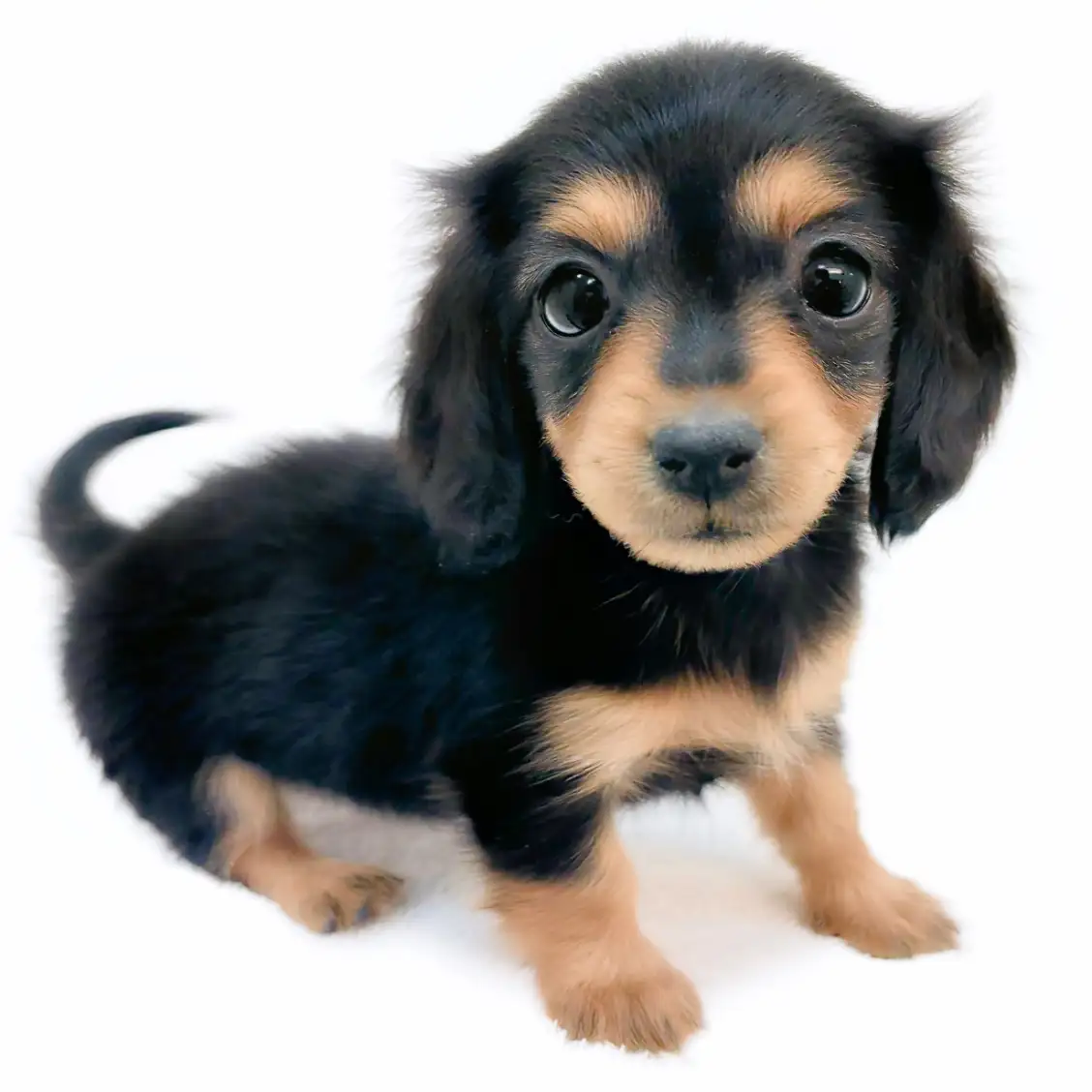 カニンヘン・ダックスフント