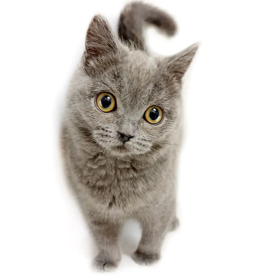 ブリティッシュショートヘア