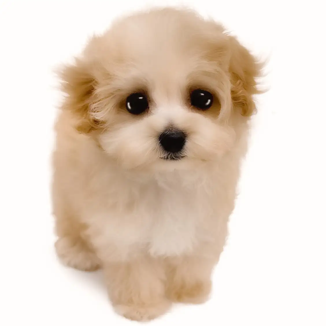 MIX（トイプードル×マルチーズ）