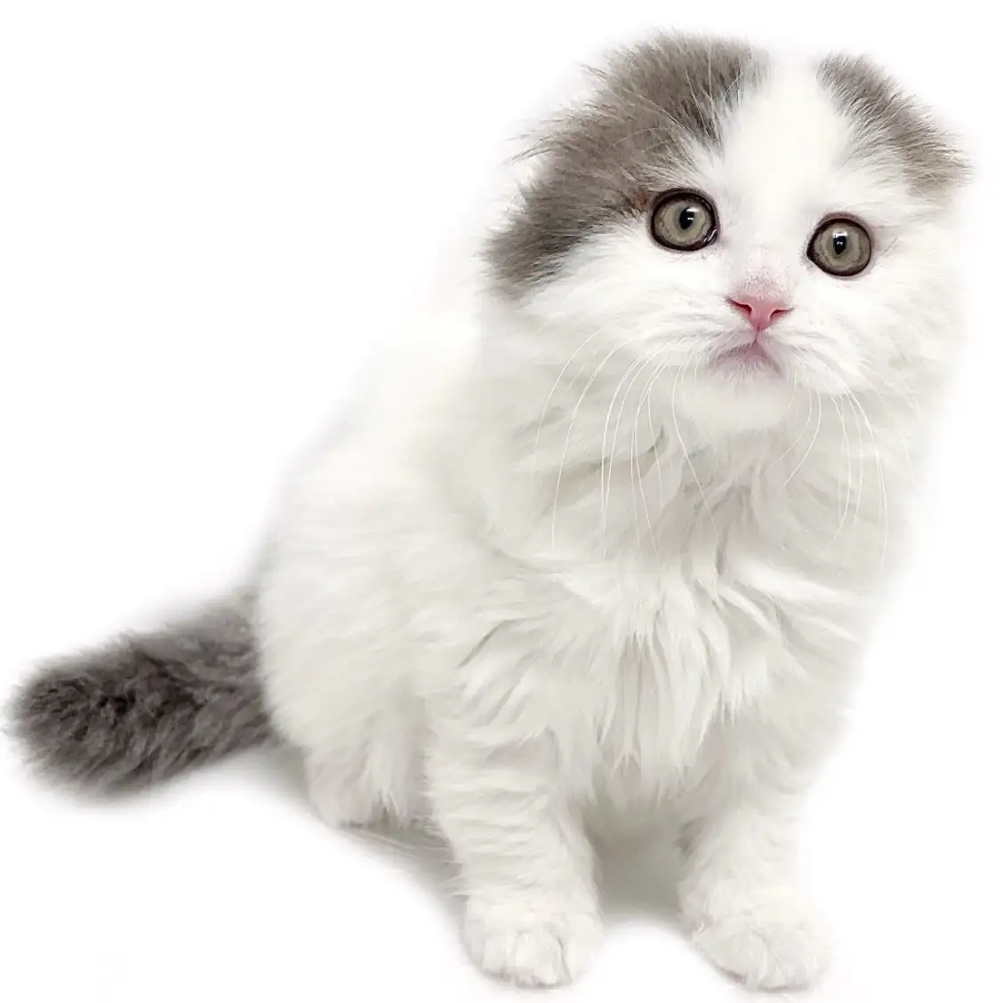 スコティッシュフォールド