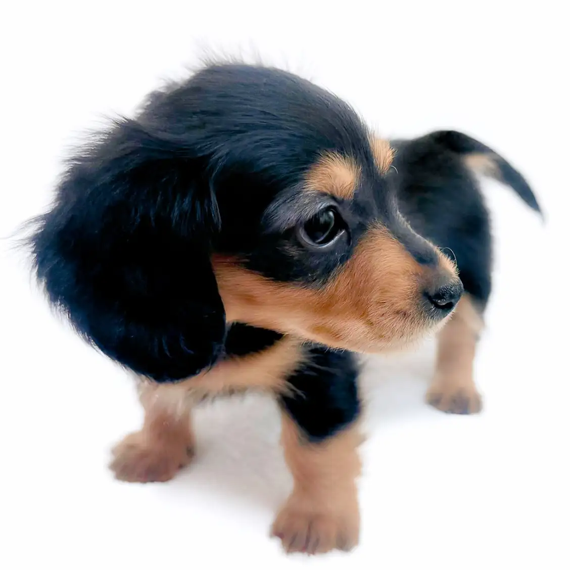 カニンヘン・ダックスフント