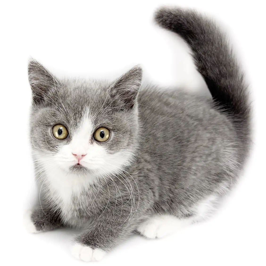 ブリティッシュショートヘア