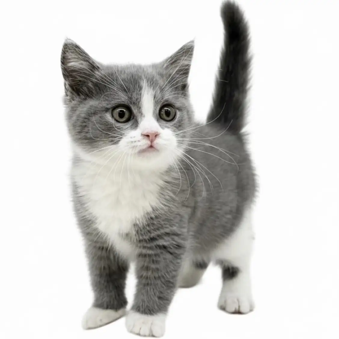 ブリティッシュショートヘア