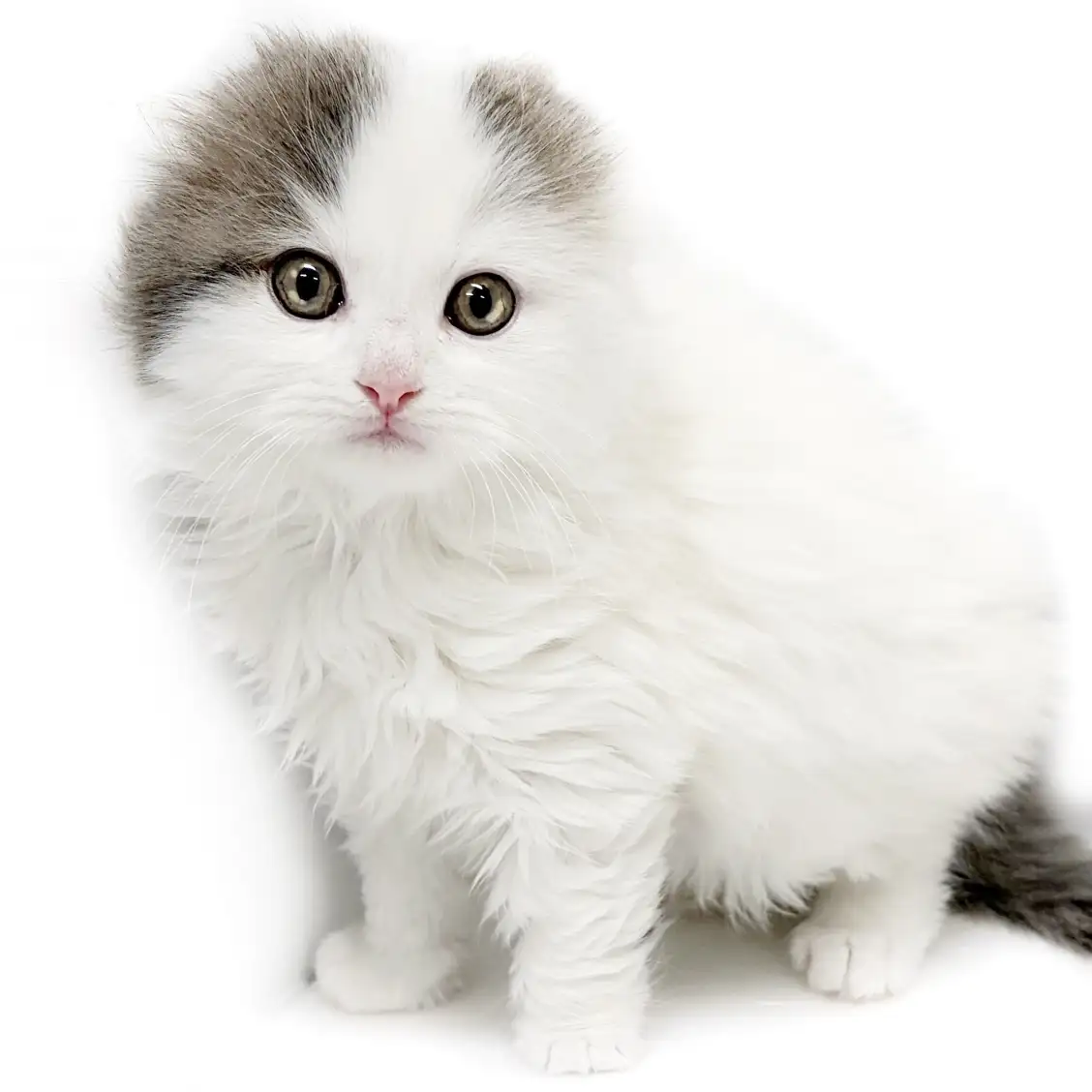 スコティッシュフォールド