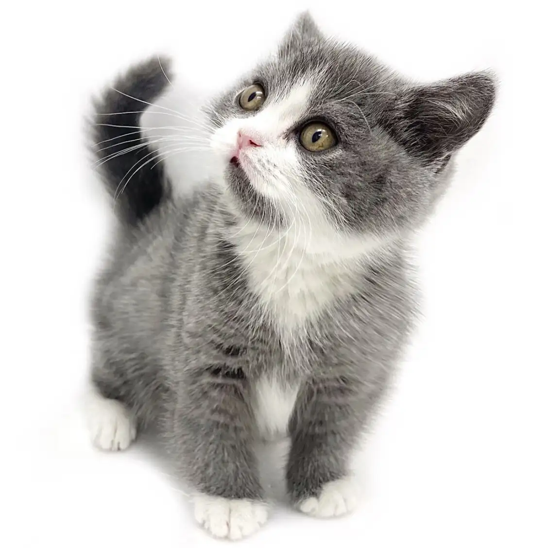 ブリティッシュショートヘア