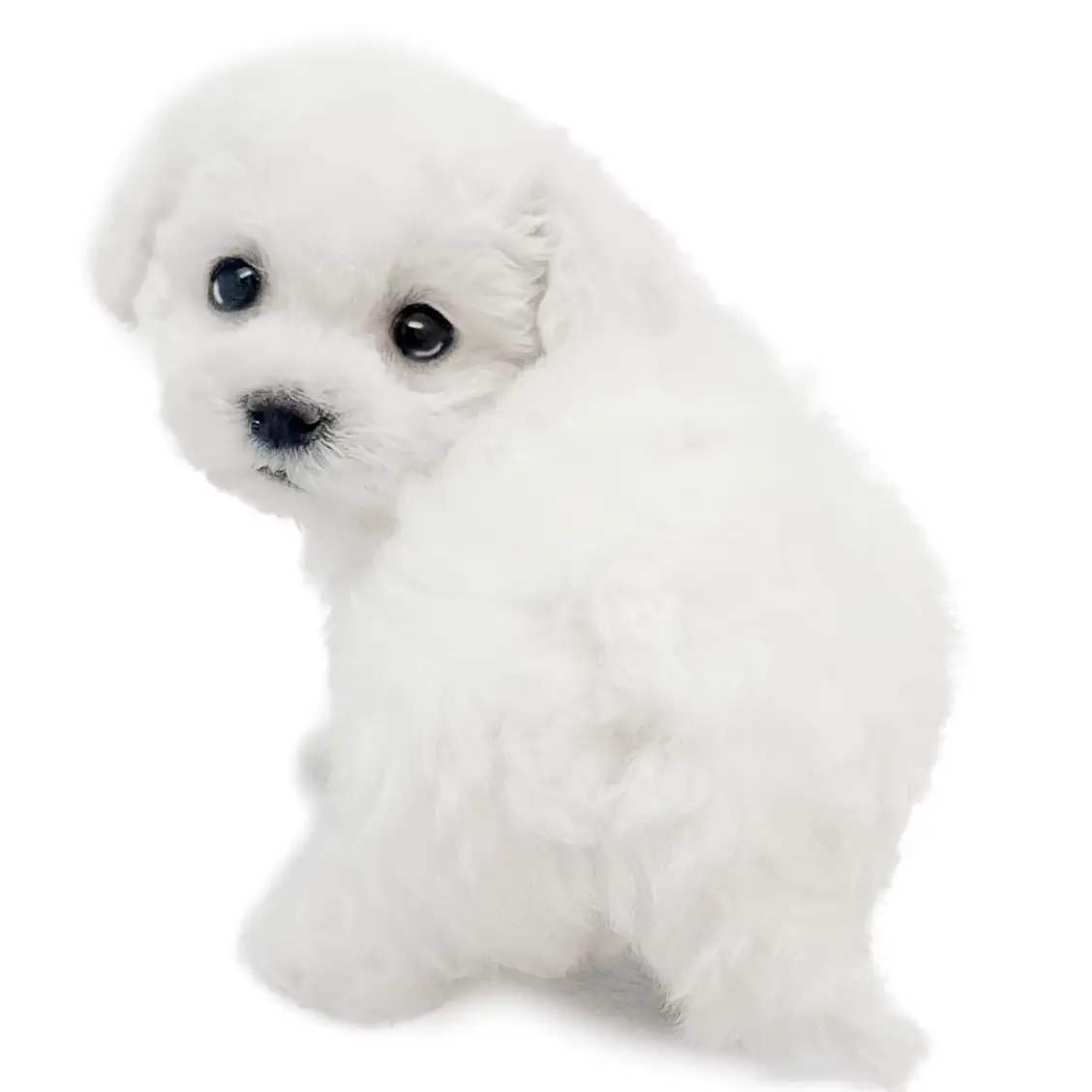 ビションフリーゼ