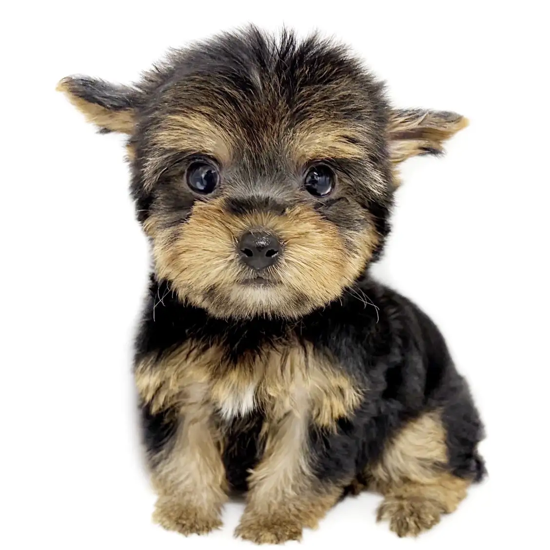 ヨークシャーテリア