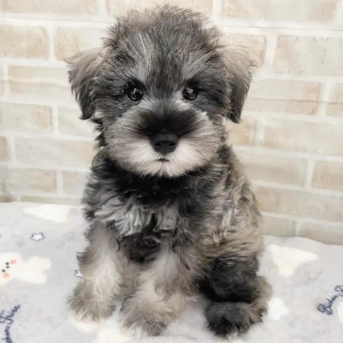 ミニチュア・シュナウザー