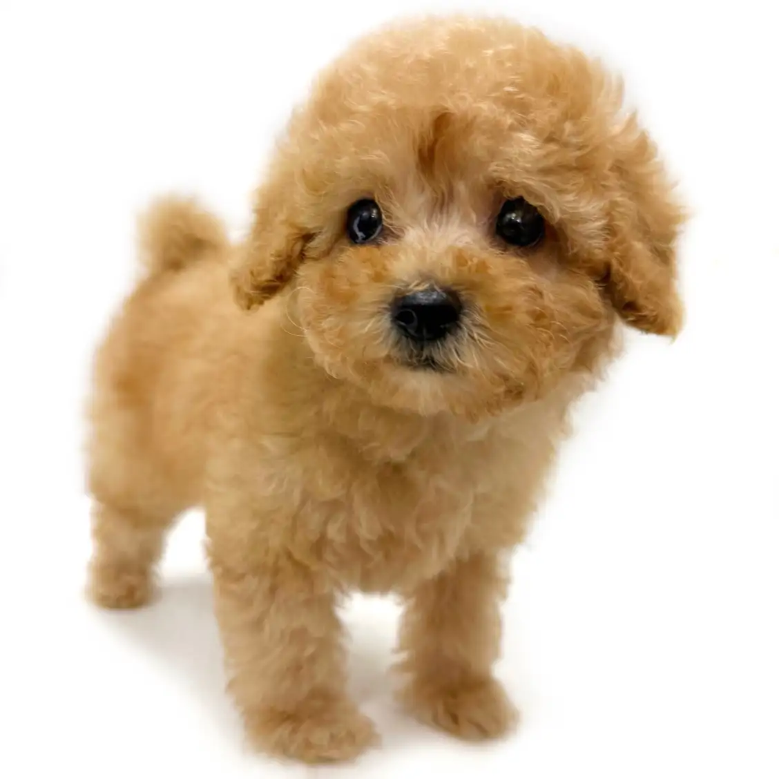 トイ・プードル