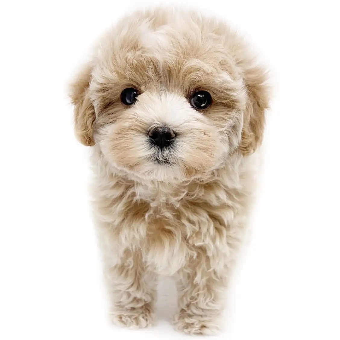 MIX（マルチーズ×トイプードル）