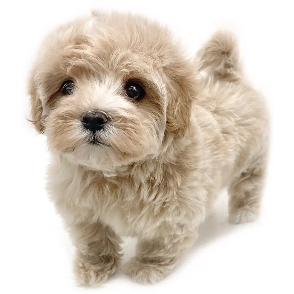 MIX（マルチーズ×トイプードル） | ペットショップ マルワン 小さめ