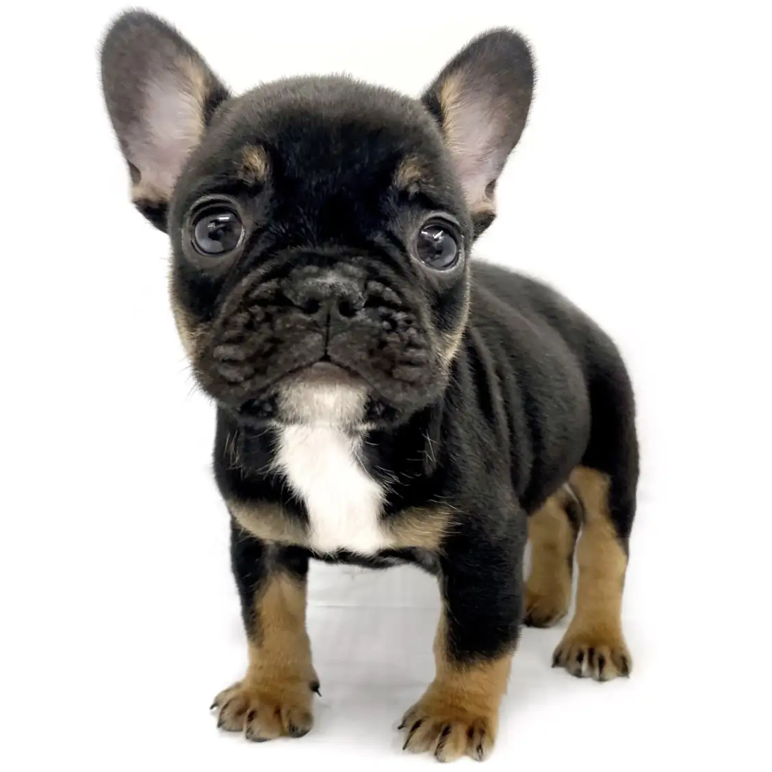 フレンチブルドッグ