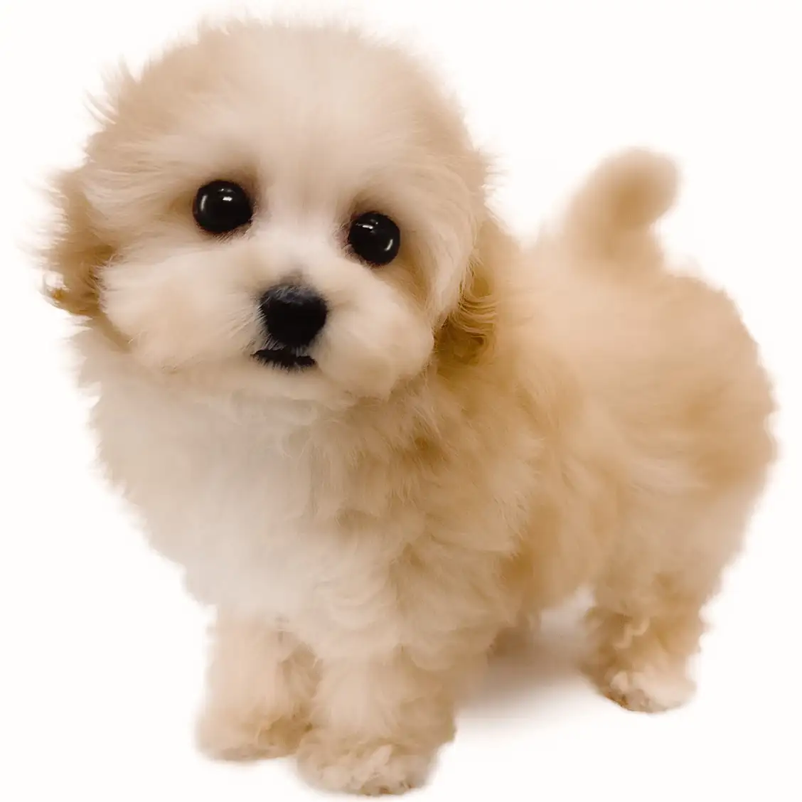 MIX（トイプードル×マルチーズ）