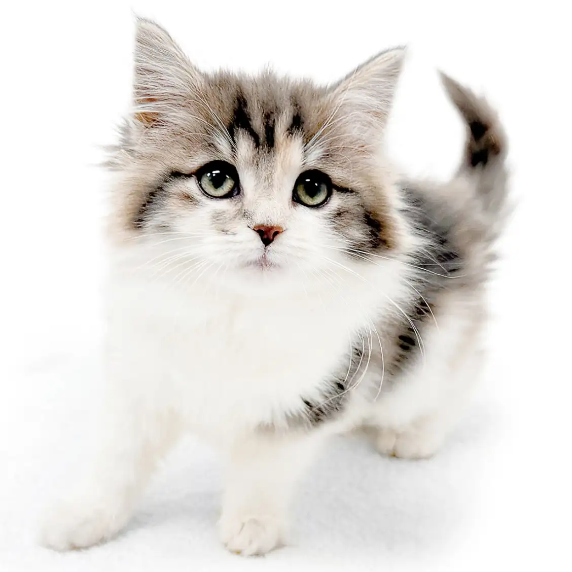 ノルウェージャンフォレストキャット