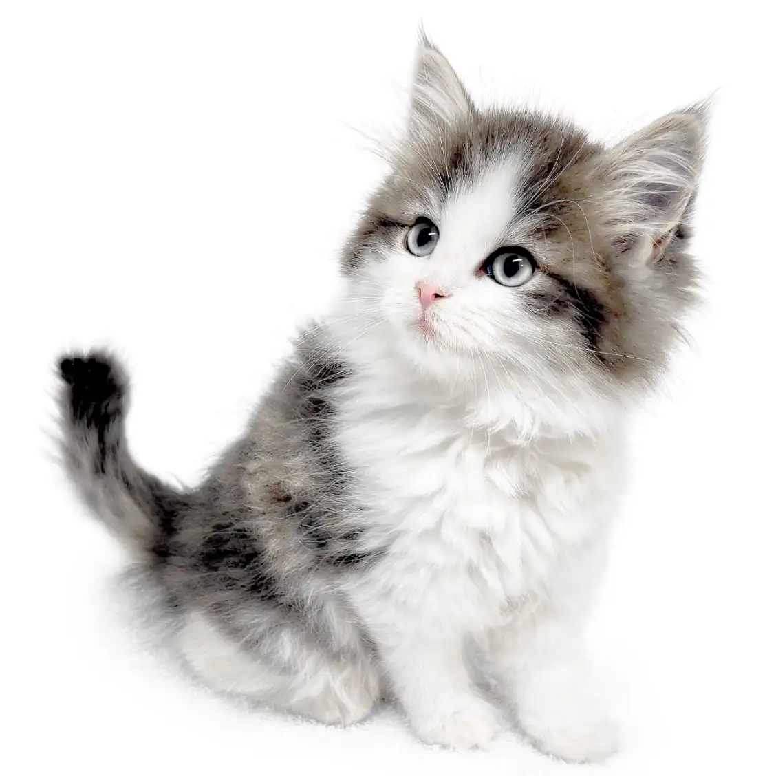 ノルウェージャンフォレストキャット