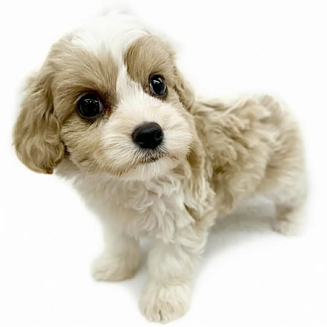 MIX（キャバリアキングチャールズスパニエル×ビションフリーゼ）