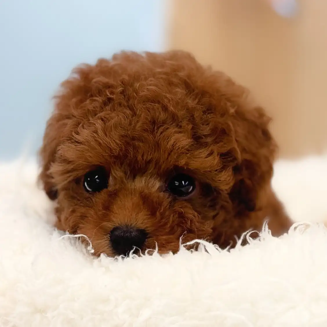 トイ・プードル