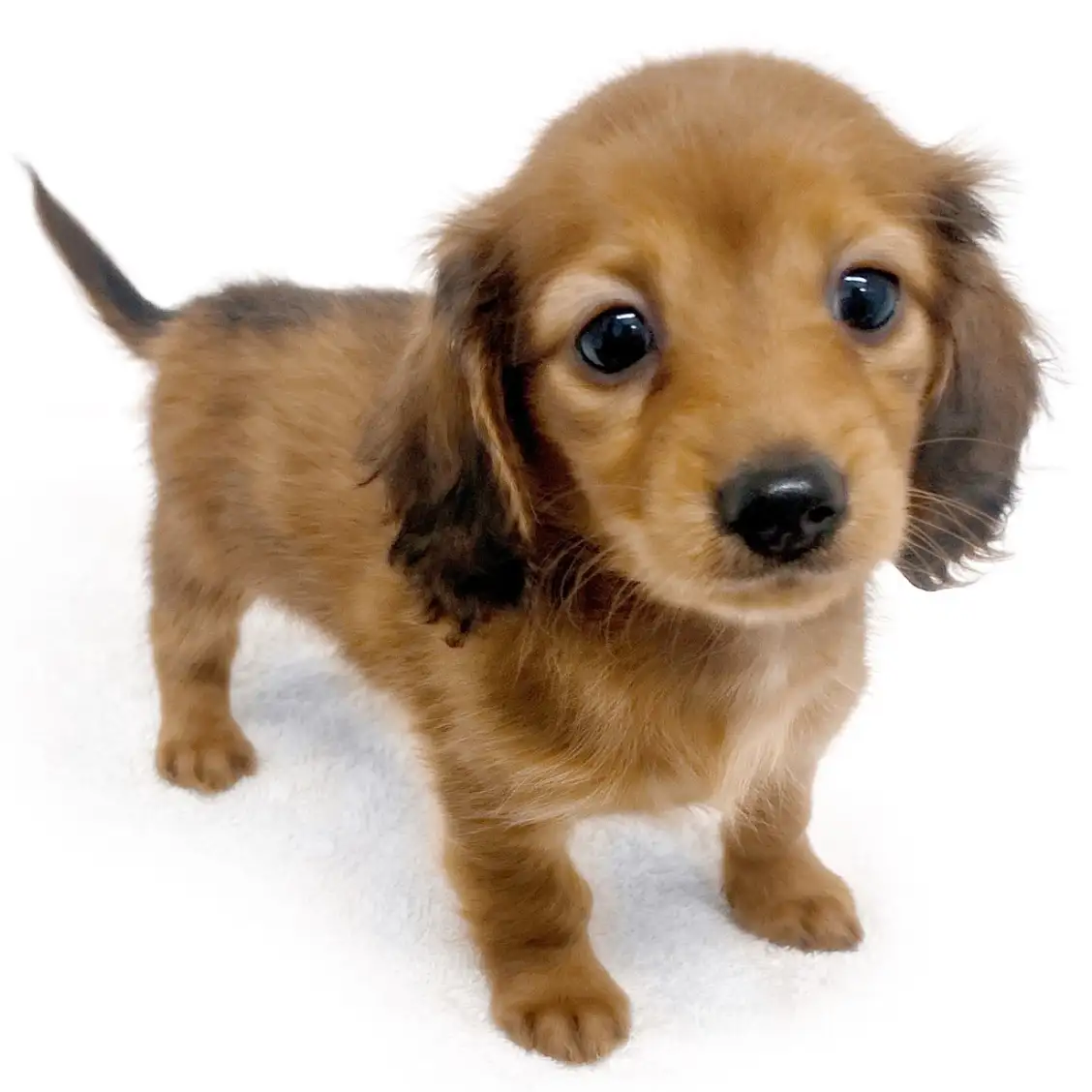 ミニチュア・ダックスフント