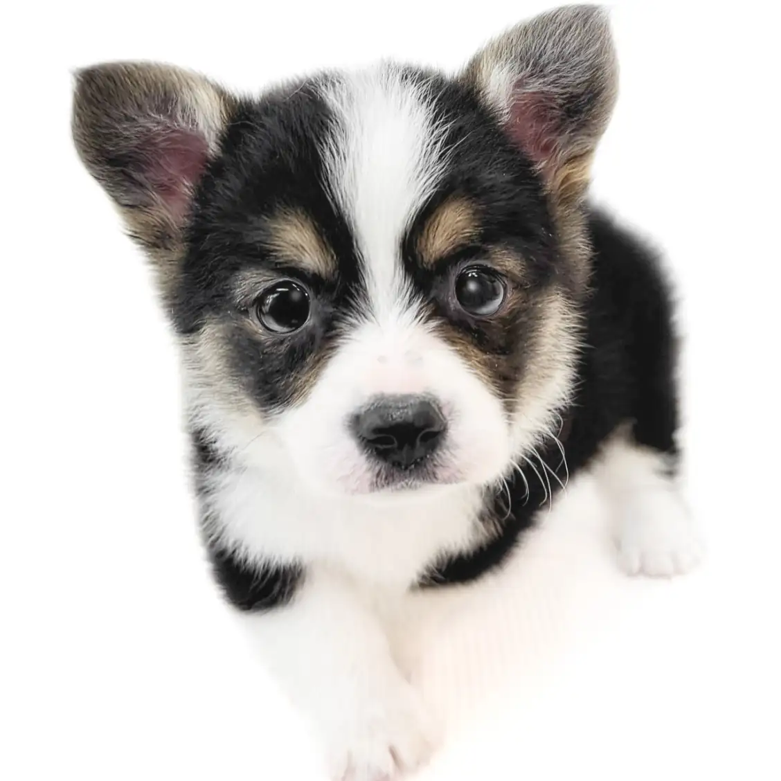 ウェルシュコーギーペンブローク