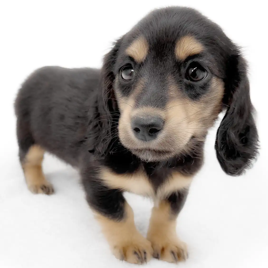 ミニチュア・ダックスフント