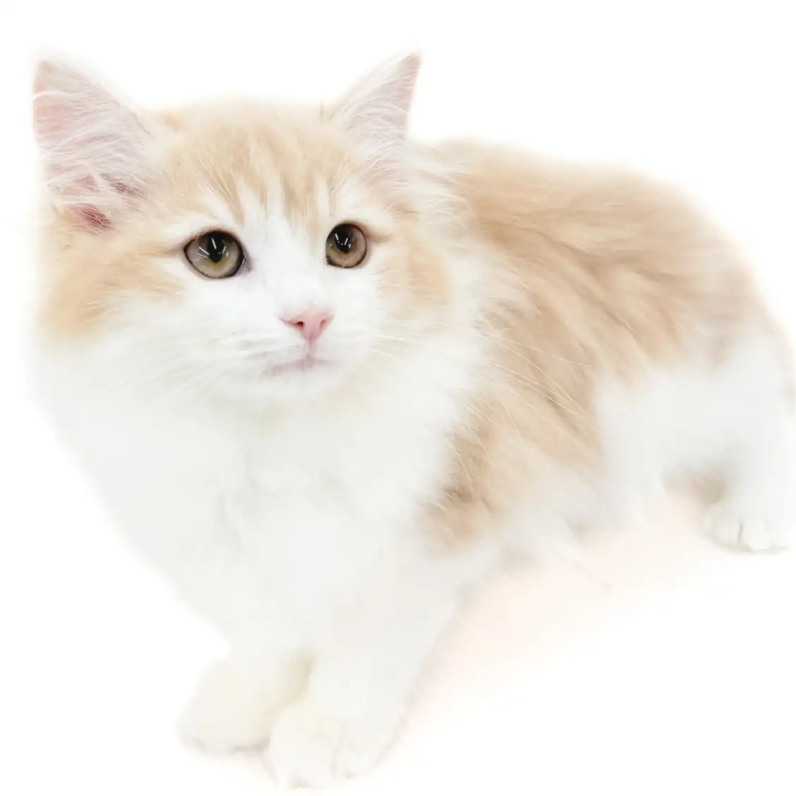 ノルウェージャンフォレストキャット