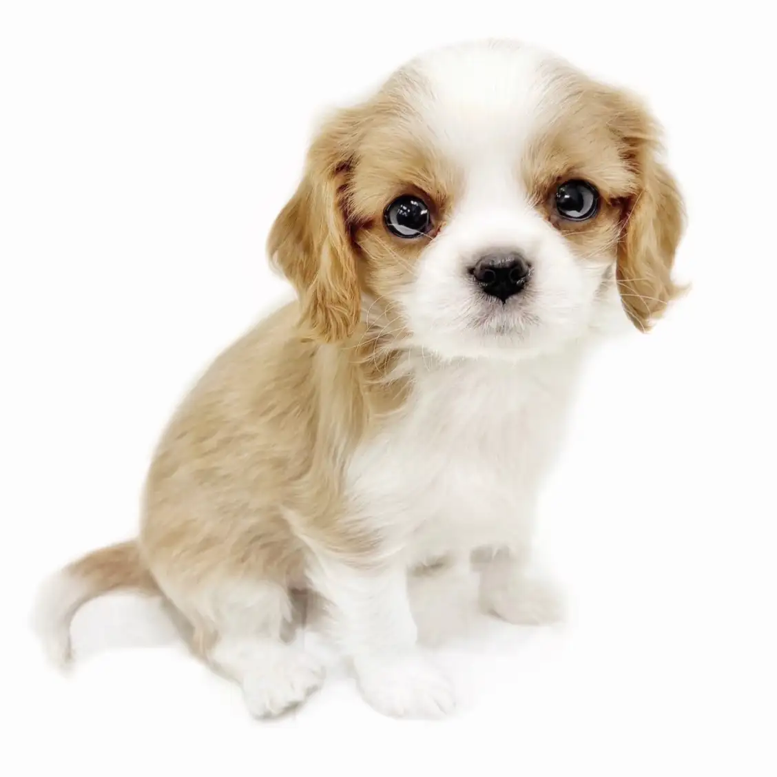 キャバリア・キングチャールズ・スパニエル