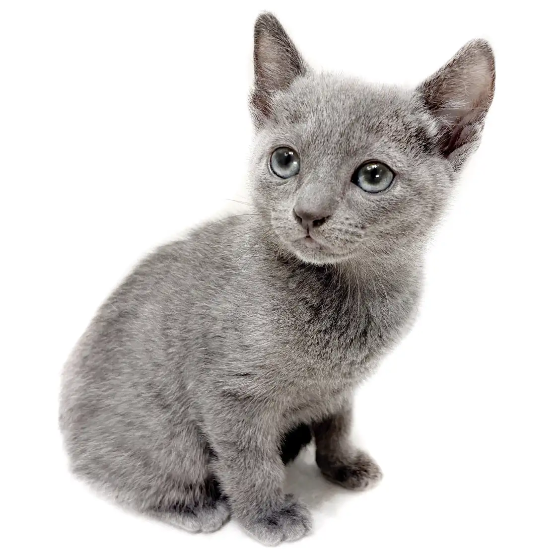 ロシアンブルー